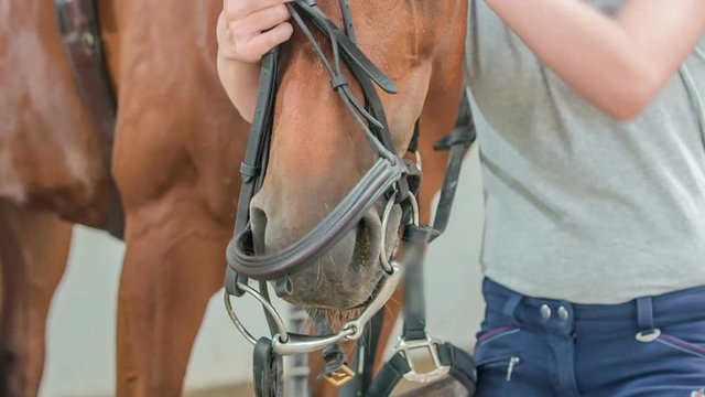 A young girl puts on a briddle across the horse's head.