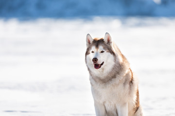 Gorgeous Siberian husky dog sitting on ice floe on the frozen Okhotsk sea background