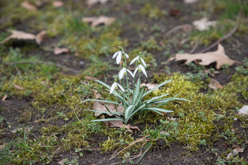 early spring white flowers. snowdrops and crocuses