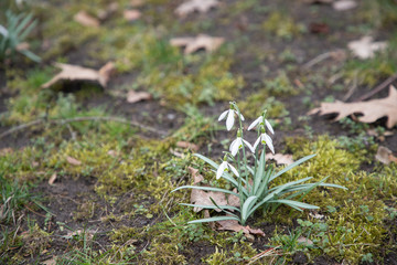 early spring white flowers. snowdrops and crocuses