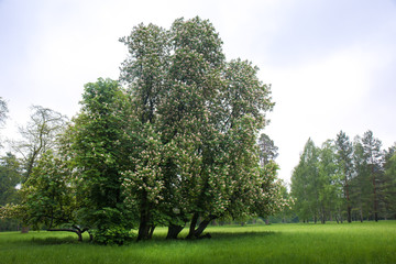 flowering chestnuts on the site