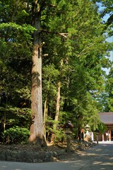 Fototapeta premium 雄山神社