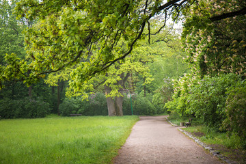 Fototapeta na wymiar walking path in the spring park