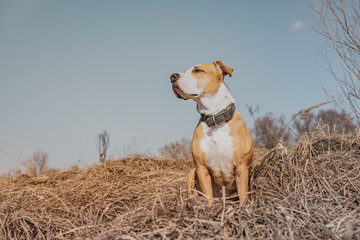 Beautiful dog in the field, hero shot. Portrait of mixed breed dog outdoors on sunny spring or...