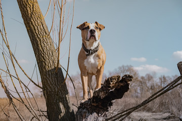 Beautiful dog in the field, standing on a dry tree, hero shot. Portrait of mixed breed dog outdoors...