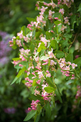 beautiful small pink flowers