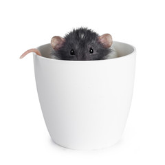 Cute dumbo rat, sitting / hiding in an empty flower pot. Peeping just over the edge wth head and tail. Looking straight ahead at lens with shiny eyes. Isolated on white background.