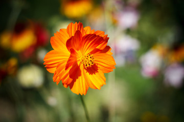 Cosmea flower orange closeup. Summer garden.