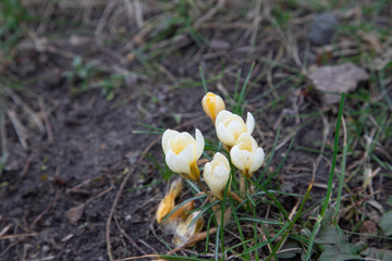 early spring white flowers. snowdrops and crocuses