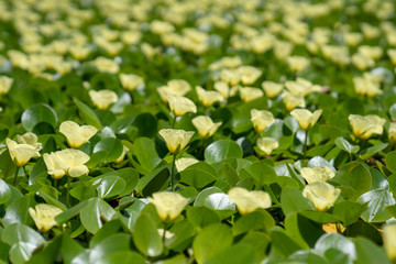 Yellow water poppy (Hydrocleys nymphoides) is a perennial aquatic water plant.  The leaves are up to 12 cm across, heart-shaped to round, and shiny and dark green. and is naturalised in Australia