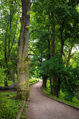 walking path in the park with large trees