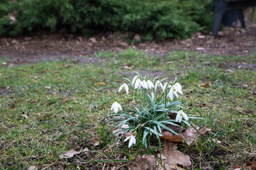 early spring white flowers. snowdrops and crocuses