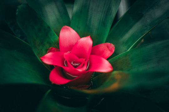 rote Blume zwischen gr&uuml;nen Bl&auml;ttern
