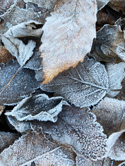 Frozen leafs in winter