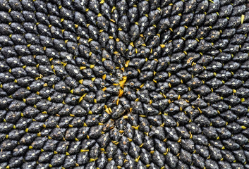 natural food background with texture close-up of perfectly ripe sunflower full of black selected large tasty seeds diverging from the center