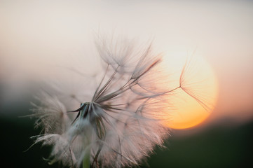 dandelion at sunset . Freedom to Wish. Dandelion silhouette fluffy flower on sunset sky