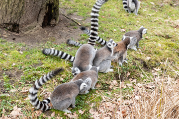 group of ringtailed lemurs in park