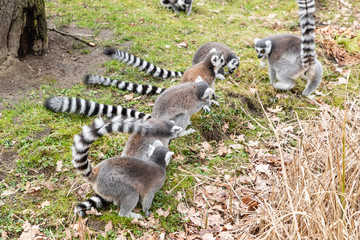 ring tailed lemurs