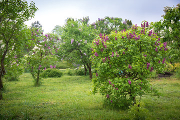 lilac bush on the lawn