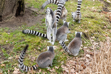 Obraz premium ring tailed lemur