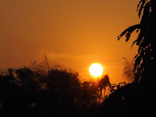 Sunrise behind the shadow of the bush