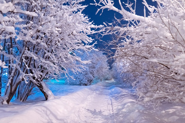 View of the evening winter avenue with snow-covered trees in blue tones