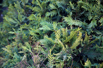 Fir branches close up. Sunny summer day