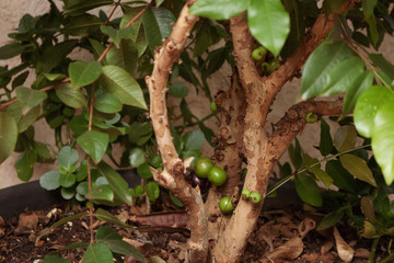 Jaboticaba brazilian tree full of fruits on ripe. Jaboticaba is the native Brazilian grape tree.