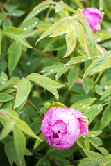 Obraz premium pink peony bud