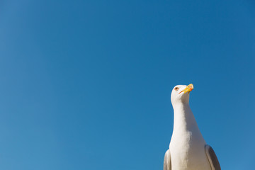 Naklejka premium Seagull on blue sky