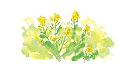 菜の花の水彩イラスト