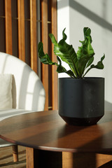 Indoor plant on a wooden table by a sunny window