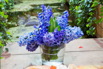 Purple hyacinths. Hyacinths are flowers that are one of the first to bloom in the garden and delight us with unusually fragrant flowers, delight a diverse range of colors .
