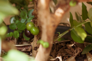 Jaboticaba brazilian tree full of fruits on ripe. Jaboticaba is the native Brazilian grape tree.