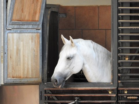 lipizzaner horse looking out of the stable in Vienna