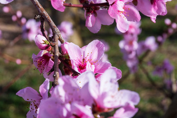 Branch of peach tree with pink flowers and buds. Close-up. sunny day. Prunus persica.