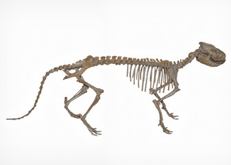 Prehistoric Phenacodus Skeltion