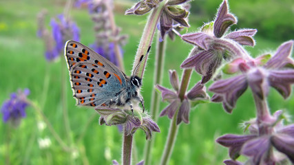 World's smallest rare butterfly Hairstreak tomares nogelii in a green meadow