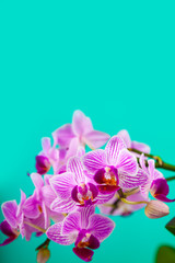 Beautiful pink orchid closeup.