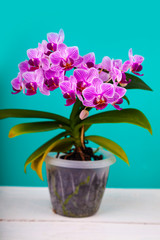 Fototapeta na wymiar Beautiful pink orchid in a pot.
