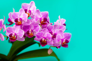 Obraz premium Beautiful pink orchid closeup.