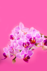 Obraz na płótnie Canvas Beautiful pink orchid closeup.