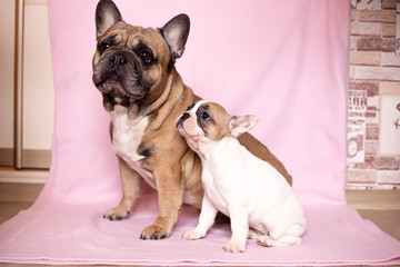 Beautiful French Bulldog Puppies
