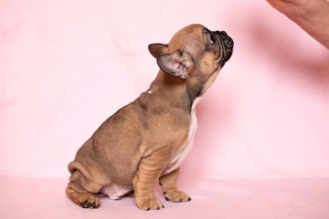 Beautiful French Bulldog Puppies