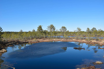 Viru bog in northern Estonia