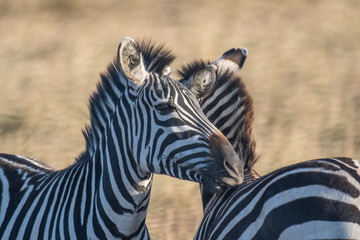 Naklejka premium Male and female zebra making love in Maasai Mara triangle during migration season
