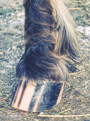 Detail of striped horse hoof od ground. Pigment stripes in keratin