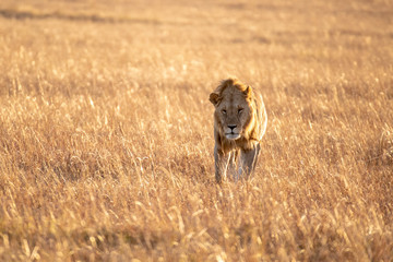 Naklejka premium Close up shot of male lion walking in savanna at sunrise, Maasai Mara national reserve
