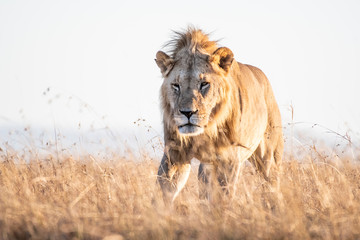 Close up shot of male lion walking in savanna at sunrise, Maasai Mara national reserve