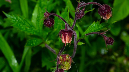 Water avens or geum rivale flowers on stem macro with raindrops against bokeh background, selective focus, shallow DOF